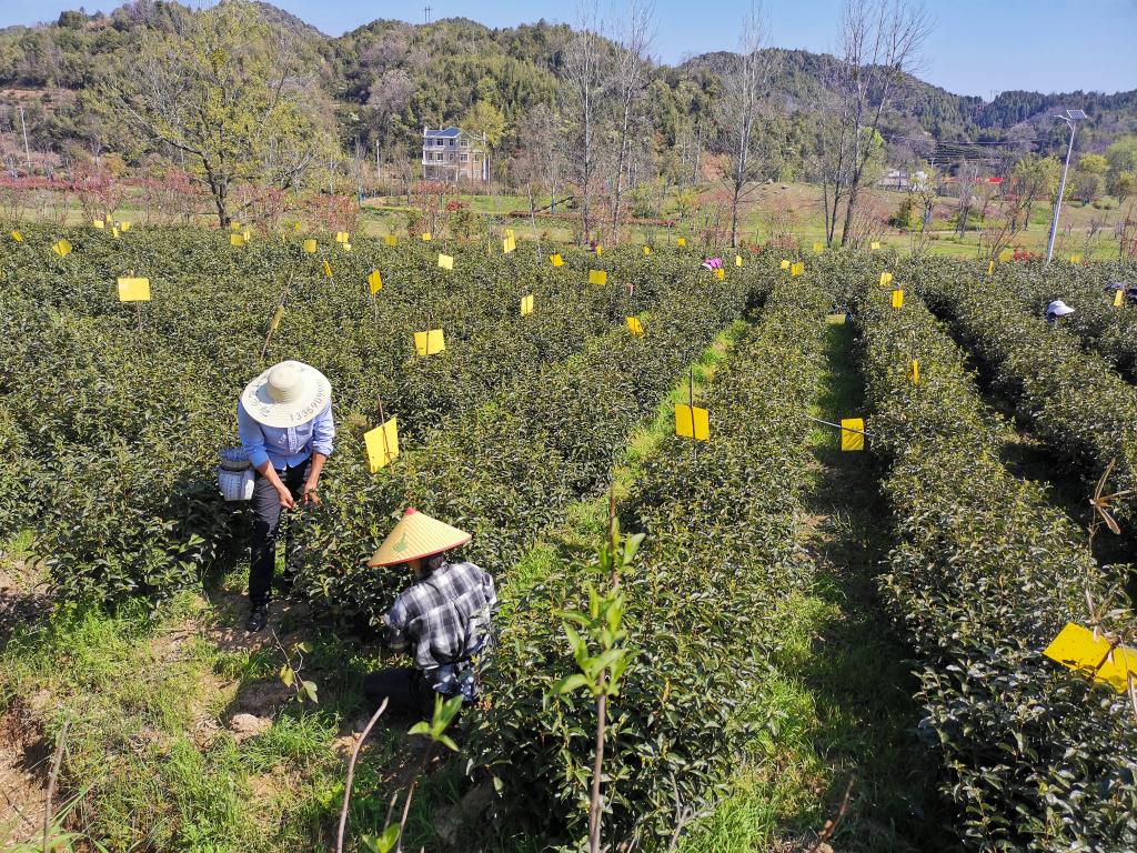 故事｜祁门红茶香飘世界AG真人游戏平台中国